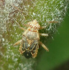 Liorhyssus