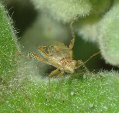 Liorhyssus