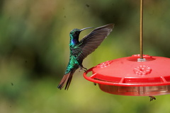 Campylopterus falcatus