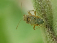 Liorhyssus