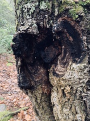 Inonotus obliquus sterilis