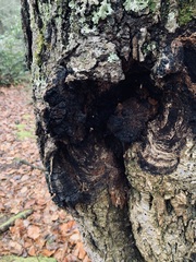 Inonotus obliquus sterilis