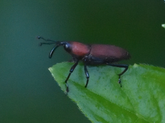 Rhodobaenus sanguineus