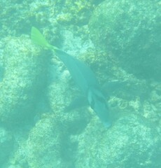 Prionurus laticlavius