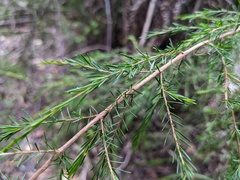 Baeckea linifolia