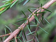 Baeckea linifolia