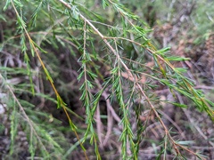 Baeckea linifolia