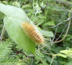 Pygarctia
