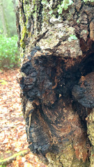 Inonotus obliquus sterilis