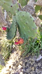 Opuntia cochenillifera