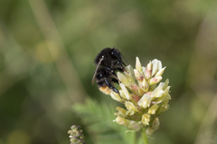 Bombus ruderarius