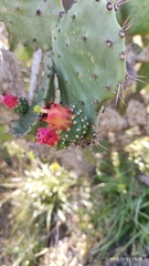 Opuntia cochenillifera