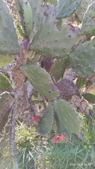 Opuntia cochenillifera