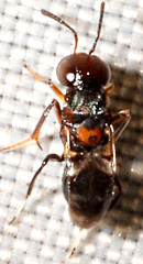 Encyrtus