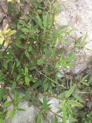Angiospermae
