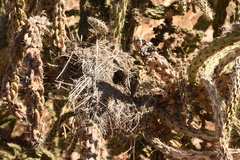 Campylorhynchus brunneicapillus