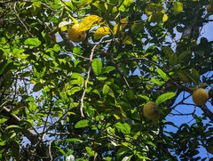 Citrus × taitensis