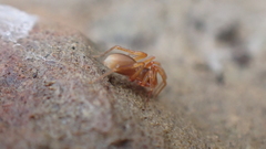 Dysderidae