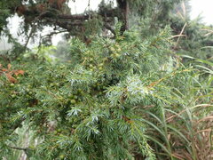 Juniperus formosana