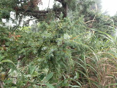 Juniperus formosana