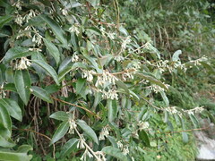 Elaeagnus thunbergii