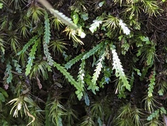 Cochlidium serrulatum