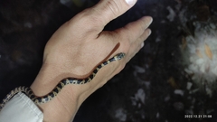 Leptodeira rhombifera