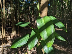 Philodendron consanguineum
