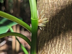 Philodendron consanguineum
