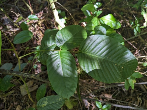 Peronia (Ormosia krugii)