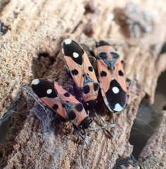 Horvathiolus superbus