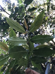 Primulaceae