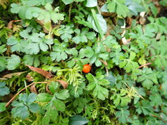 Ellisiophyllum pinnatum