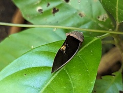 Gonodonta