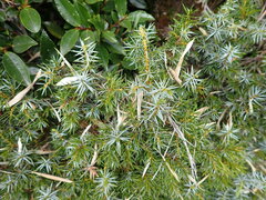 Juniperus formosana