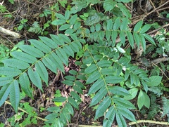 Zanthoxylum martinicense