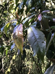 Primulaceae