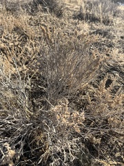 Atriplex confertifolia