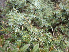 Juniperus formosana