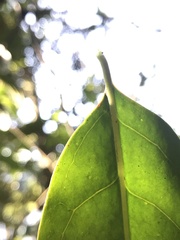 Primulaceae