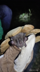 Artibeus jamaicensis