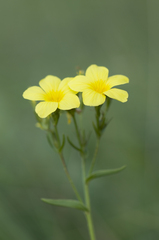 Linum flavum