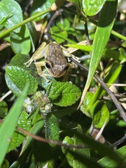 Eleutherodactylus coqui