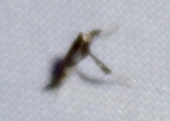 Caloptilia bimaculatella