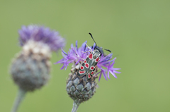 Centaurea scabiosa sadleriana