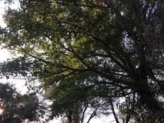 Strychnos madagascariensis