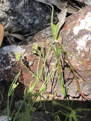 Platysace heterophylla