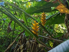 Heliconia caribaea