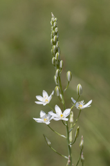 Ornithogalum pyramidale
