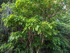 Dendropanax arboreus